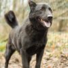 Brus - obrazek 5