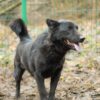 Brus - obrazek 6
