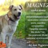 Magnez