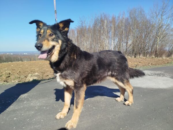 Artur
