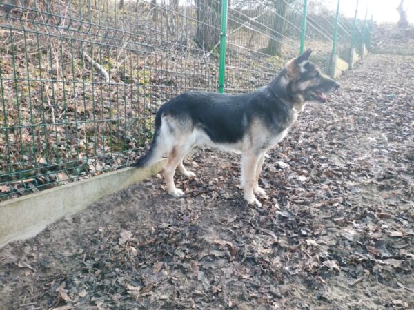 Ares - obrazek 7