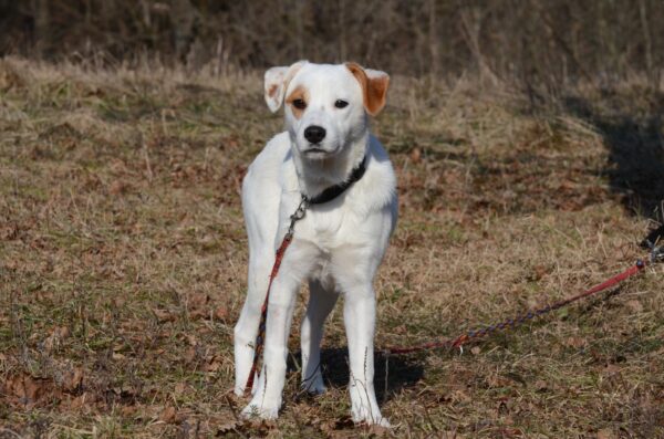 Gia - obrazek 3