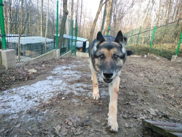 Ares - obrazek 9