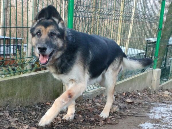 Ares