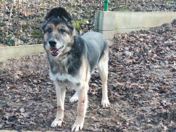 Ares - obrazek 2