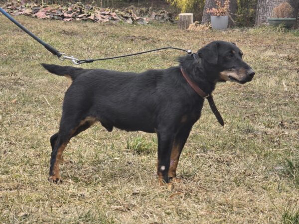 Airon