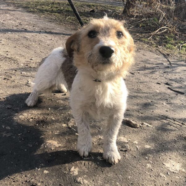 Płotka