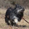 Fredie - obrazek 4
