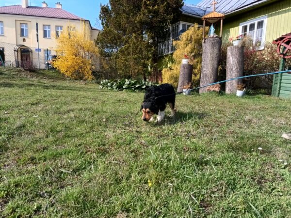 Guliwer - obrazek 2