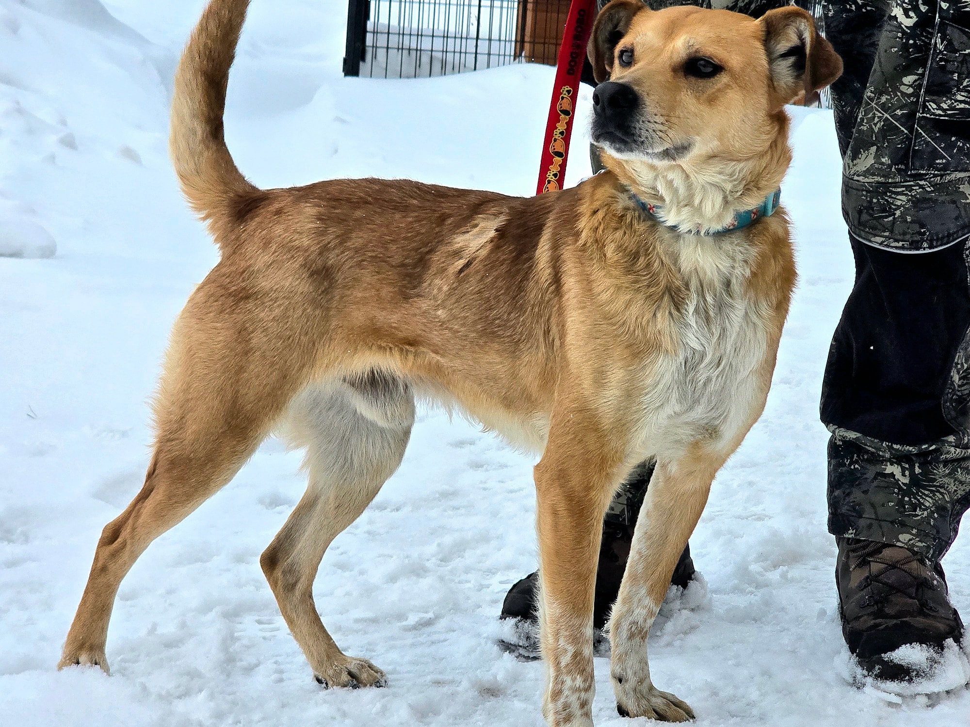 Ludwiczek - obrazek 2